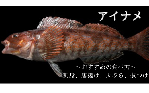 漁師直送！お任せ魚介類の詰め合わせ 1.5kg～2kg 【オリジナルクリアファイル付き】【期間限定1月～3月発送】