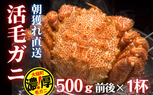 【令和7年発送】【期間限定3月〜4月発送】三陸産 三陸活毛ガニ 500g×1杯 (1尾)【配送日指定不可】　 