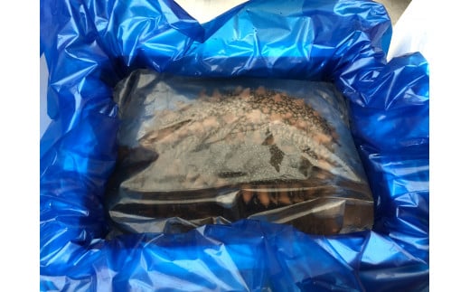 【令和8年1月より発送】活ナマコ（1kg：3個〜5個）