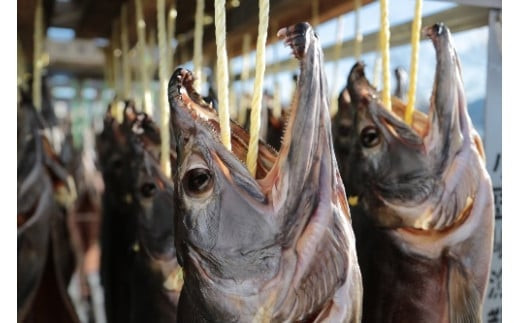 【2026年12月中旬より発送】新巻鮭 丸ごと 輪切り サーモン 切身 鮭 サケ 焼き魚 1本 