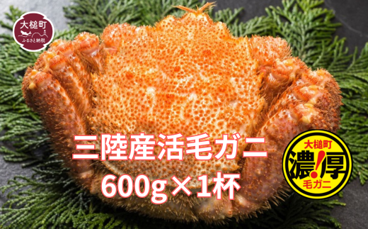 【期間限定！2026年3月〜4月発送先行予約】三陸産活毛ガニ600g相当×1杯 (1尾)【配送日指定不可】