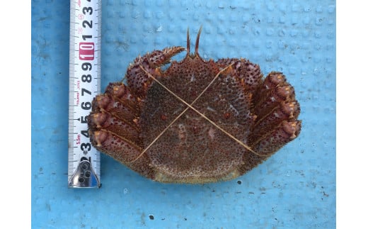 【期間限定！2026年3月〜4月発送先行予約】三陸産活毛ガニ300g相当×2杯 (2尾)【配送日指定不可】 