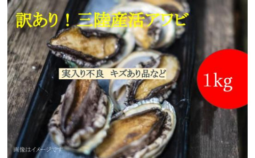 【※訳あり※】【11月～12月発送】三陸産！活アワビ 約1kg (6～10個)【数量限定】【08】｜冷蔵 三陸 岩手県 大槌町 あわび 人気 鮑 いわて iwate 2026 魚貝 鮮度抜群【配送日・曜日指定不可】