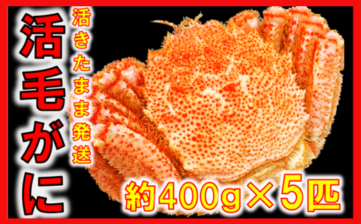 【令和8年発送】【期間限定2026年3月〜4月発送】三陸産 三陸活毛ガニ 400g×5杯(匹)【配送日指定不可】【05】　