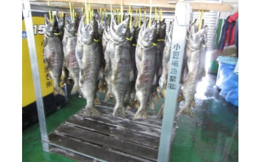 【2026年12月中旬より発送】新巻鮭 半身 切身 銀鮭 焼き 