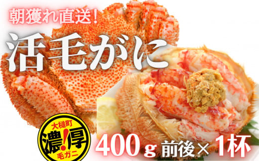 【令和7年発送】【期間限定3月〜4月発送】三陸産　三陸活毛ガニ400g×1杯 (1尾)【配送日指定不可】　