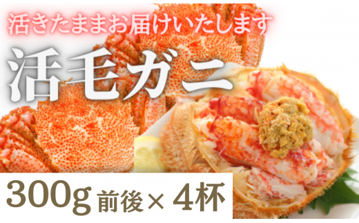 【令和8年発送】【期間限定2026年3月〜4月発送】三陸産 三陸活毛ガニ 300g×4杯【配送日指定不可】【05】