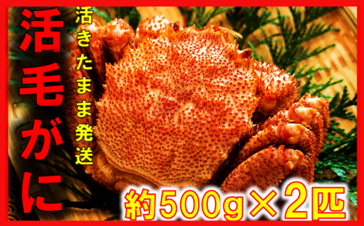 【令和8年発送】【期間限定2026年3月〜4月発送】三陸産 三陸活毛ガニ 500g×2杯(匹)【配送日指定不可】【05】　