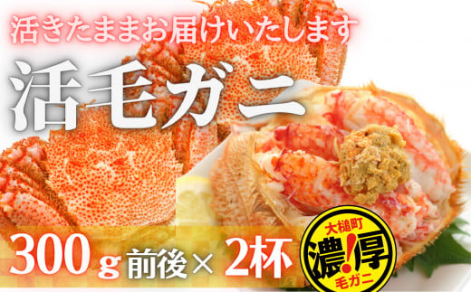 【令和7年発送】【期間限定3月〜4月発送】三陸産　三陸活毛ガニ　300g×2杯 (2尾)　【配送日指定不可】