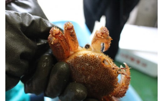 ãèš³ãããã什å8幎çºéãäžéžç£ïŒæŽ»æ¯ã¬ã 10kgã08ãã2026幎2æïœ4æçºéããé
鿥æå®äžå¯ã