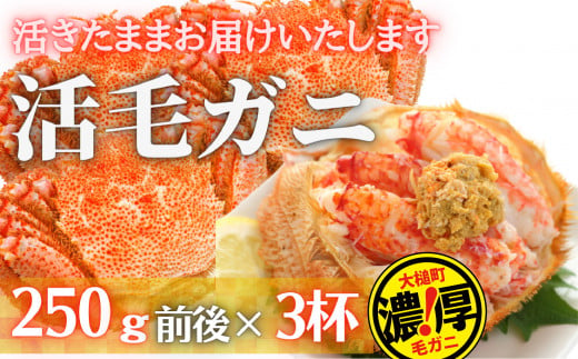 【令和7年発送】【期間限定3月〜4月発送】三陸産　三陸活毛ガニ　250g×3杯 (3尾)　【配送日指定不可】