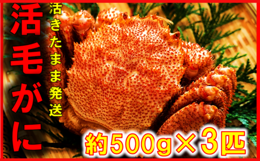 【令和8年発送】【期間限定2026年3月〜4月発送】三陸産 三陸活毛ガニ 500g×3杯(匹)【配送日指定不可】【05】　