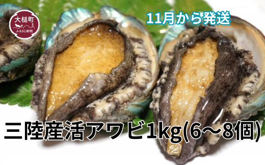 【11月～12月発送】三陸産！活アワビ 約1kg (6～8個)【期間限定】【08】｜冷蔵 岩手県 大槌町 あわび 人気 鮑 いわて iwate 2026【配送日・曜日指定不可】