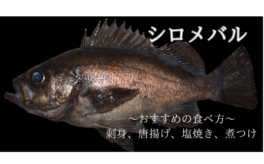 漁師直送！お任せ魚介類の詰め合わせ 1.5kg～2kg 【オリジナルクリアファイル付き】【期間限定1月～3月発送】