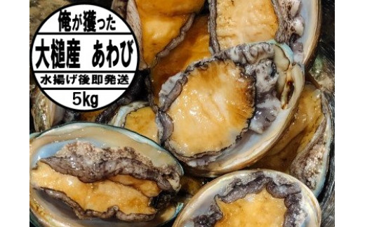 【11月・12月期間限定発送】【先行予約】アワビ5kg（35個前後）※アワビヘラ＆軍手付き