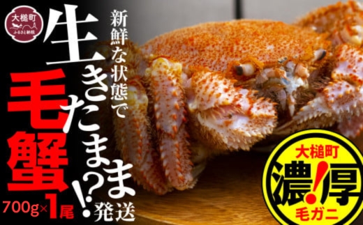 【令和9年発送】三陸産！活毛ガニ  700g相当×1杯【08】【2027年2月～4月発送】【配送日指定不可】