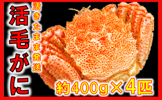 【令和8年発送】【期間限定2026年3月〜4月発送】三陸産 三陸活毛ガニ 400g×4杯(匹)【配送日指定不可】【05】　