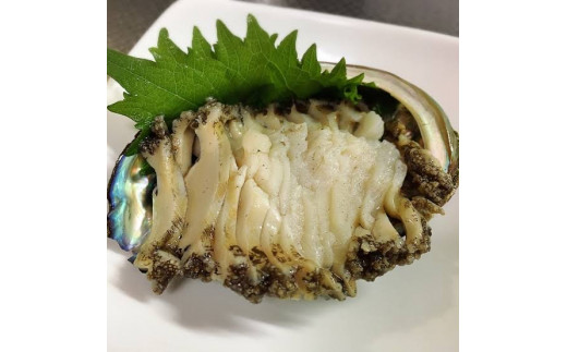 【2026年11月・12月期間限定発送】【先行予約】アワビ約500g（4個前後）初栄丸 ※アワビヘラ＆軍手付き【35】