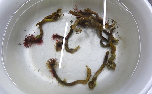 ケッツラゲーおじさんの 釣りエサ用塩エラコ100g×2パック 釣り用エサ 環形動物 三陸山田 山田町 YD-1038