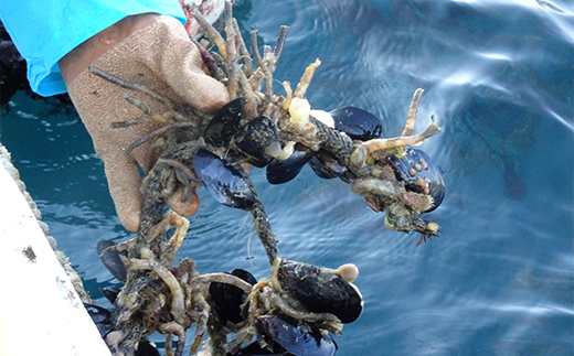 ケッツラゲーおじさんの 釣りエサ用塩エラコ100g×3パック 釣り用エサ 環形動物 三陸山田 山田町 YD-1039