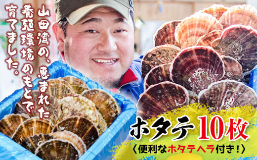 明神丸かき・ほたてきちのホタテ（大）10枚セット【配送日指定不可】 三陸山田 岩手県山田町 山田湾 海産品 帆立 ほたて ホタテ 生食可 二枚貝 YD-1043