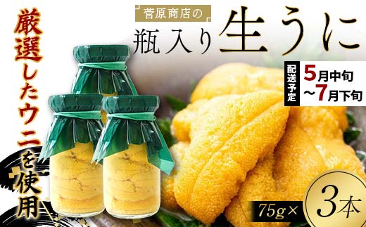 【2026年先行予約】菅原商店の生うに75g 3本【令和8年5月中旬〜7月下旬配送予定】【配送日指定不可】【沖縄・離島配送不可】 三陸山田 山田町 牛乳瓶 海産品 無添加 ミョウバン不使用 雲丹 海栗 YD-923
