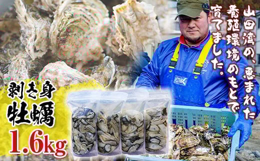 明神丸かき・ほたてきちの 剥き身牡蠣400g×4パック（1.6kg）セット 【配送日指定不可】 【沖縄・離島配送不可】 三陸山田 海産品 海産物 かき シーフード  生牡蠣 生がき 生ガキ 海の幸 カキ 牡蠣 貝 魚介 食品 YD-497