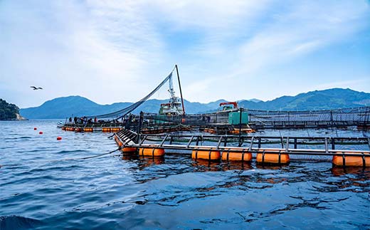 ≪発送期間5月～7月≫三陸やまだオランダ島サーモン×1本（約2kg）【三陸やまだ漁協】【月曜日発送】【沖縄・離島配送不可】三陸山田 山田町 山田湾 山田産 トラウトサーモン 鮭 養殖 刺身 カルパッチョ 生食 YD-1091