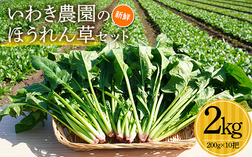 いわき農園の新鮮ほうれん草セット 2kg ホウレンソウ 野菜 食品 YD-609