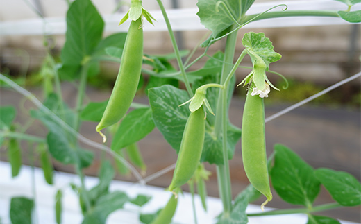 ã5æäžæ¬ã6æäžæ¬çºéïŒã ã¹ããããšã³ã㊠500g ããã蟲å äžéžå±±ç° å±±ç°çº éè ææ©æ œå¹ ç¡èŸ²è¬ YD-1086