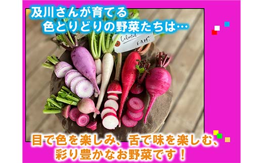 三陸山田産 カラフル 野菜 【2026年5月中旬～発送】 80サイズ ニンジン ピーマン トマト かぼちゃ じゃがいも ほうれん草 白菜 ニンニク 春菊 さつまいも 詰合せ お弁当 食卓 おかず 新鮮野菜 岩手県 三陸山田 山田町 山田産野菜  YD-1018
