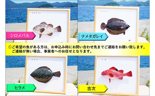 萬さん手作り、本物そっくり魚の模型 2点 三陸山田産 山田町 山田湾 工芸品 職人 匠 YD-936