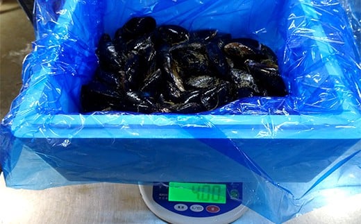 DayDay縺ァ邏ケ莉! 荳蛾匣螻ア逕ー逕」 螻ア逕ー縺ョ繝繝シ繝ォ雋 4kg 繧ア繝繝繝ゥ繧イ繝シ縺翫§縺輔s 謖ッ闊井クク 繝代お繝ェ繧「 驟定頂縺 縺翫▽縺セ縺ソ 繝代シ繝繧」繝シ 螟ァ螳ケ驥 鬲壻サ 豬キ魄ョ 蜀キ阡オ 縺励e縺繧願イ 谿サ莉倥″ 繝繝シ繝ォ雋 雋 譁ー魄ョ 蝗ス逕」 蟯ゥ謇狗恁 荳蛾匣螻ア逕ー 螻ア逕ー逕コ 荳蛾匣 YD-620