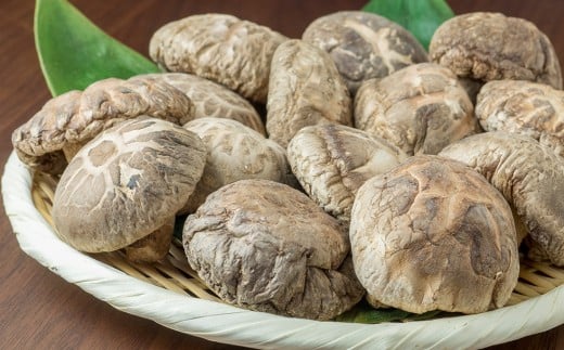 荳蛾匣螻ア逕ー逕」縲蜴滓惠荵セ讀手減縲後←繧薙%縲 荳蛾匣螻ア逕ー 螻ア逕ー逕コ 驥手除 縺阪ョ縺 縺阪ョ縺灘錐莠コ 霎イ譫玲ーエ逕」螟ァ閾」雉 蛹 繧ュ繝弱さ 鬟溷刀 YD-456