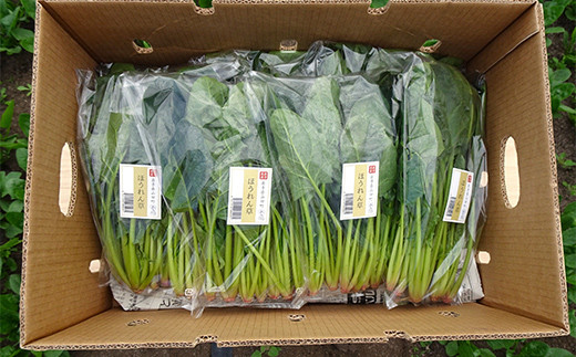 いわき農園の新鮮ほうれん草セット 2kg ホウレンソウ 野菜   食品 YD-609