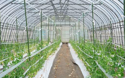 ã5æäžæ¬ã6æäžæ¬çºéïŒã ã¹ããããšã³ã㊠1kg ããã蟲å äžéžå±±ç° å±±ç°çº éè ææ©æ œå¹ ç¡èŸ²è¬ YD-1087