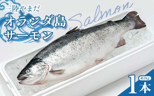 ≪発送期間5月～7月≫三陸やまだオランダ島サーモン×1本（約2kg）【三陸やまだ漁協】【月曜日発送】【沖縄・離島配送不可】三陸山田 山田町 山田湾 山田産 トラウトサーモン 鮭 養殖 刺身 カルパッチョ 生食 YD-1091