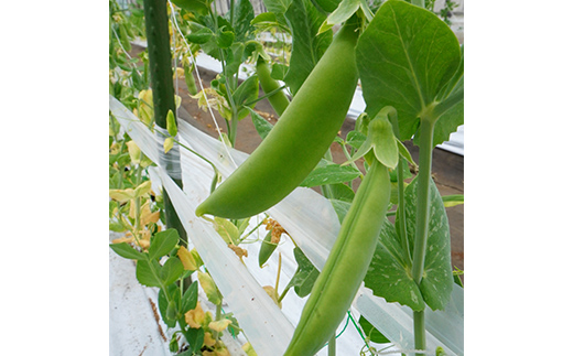 ã5æäžæ¬ã6æäžæ¬çºéïŒã ã¹ããããšã³ã㊠1kg ããã蟲å äžéžå±±ç° å±±ç°çº éè ææ©æ œå¹ ç¡èŸ²è¬ YD-1087