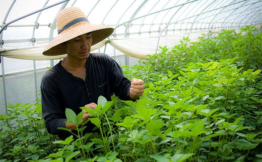 いわき農園の新鮮ほうれん草セット 2kg ホウレンソウ 野菜   食品 YD-609