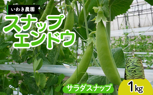 【5月中旬〜6月中旬発送！】 スナップエンドウ 1kg いわき農園 三陸山田 山田町 野菜 有機栽培 無農薬  YD-1087