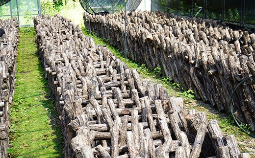 勝山さんの乾燥椎茸 120g（ミックスサイズ）岩手県山田町 三陸山田 岩手三陸産 椎茸 原木 野菜 きのこ  キノコ 食品 YD-716