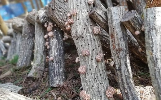 荳蛾匣螻ア逕ー逕」縲蜴滓惠荵セ讀手減縲後←繧薙%縲 荳蛾匣螻ア逕ー 螻ア逕ー逕コ 驥手除 縺阪ョ縺 縺阪ョ縺灘錐莠コ 霎イ譫玲ーエ逕」螟ァ閾」雉 蛹 繧ュ繝弱さ 鬟溷刀 YD-456