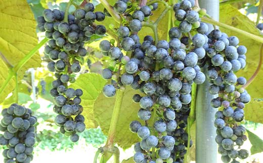 藤澤さんの三陸山田産山ぶどうジュース720ml×2本 フルーツジュース 葡萄 無添加 ビタミン ポリフェノール 鉄分 リンゴ酸 三陸山田 山田町 YD-1041