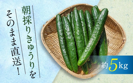 越田さんの朝採り胡瓜（きゅうり）5kg【岩手県三陸山田産】 山田町 野菜 夏野菜 YD-137