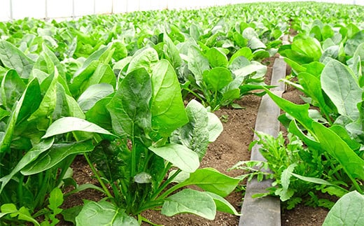 いわき農園の新鮮ほうれん草セット 4kg ホウレンソウ 野菜   食品 YD-461