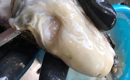 明神丸かき・ほたてきちの剥き牡蠣400gと剥きホタテ5個のセット【配送日指定不可】【沖縄・離島配送不可】三陸山田 海産品 海産物 かき ほたて シーフード YD-1046