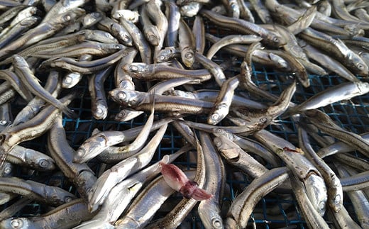 螟ァ蜥梧ーエ逕」縺ョ辣ョ蟷イ縺励♀隧ヲ縺200gテ2陲九そ繝繝 荳蛾匣螻ア逕ー 螻ア逕ー逕コ 縺九◆縺上■縺繧上@ 縺セ縺繧上@ 蜃コ豎 縺翫▽縺セ縺ソ 縺翫d縺、 縺繧翫% 繝繧キ 辣ョ蟷イ縺 縺ォ縺シ縺 荵セ迚ゥ 蜉蟾・蜩 YD-516