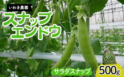 【5月中旬〜6月中旬発送！】 スナップエンドウ 500g いわき農園 三陸山田 山田町 野菜 有機栽培 無農薬  YD-1086