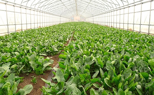 いわき農園の新鮮ほうれん草セット 2kg ホウレンソウ 野菜   食品 YD-609