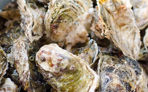 明神丸かき・ほたてきちの 剥き身牡蠣400g×4パック（1.6kg）セット 【配送日指定不可】 【沖縄・離島配送不可】 三陸山田 海産品 海産物 かき シーフード  生牡蠣 生がき 生ガキ 海の幸 カキ 牡蠣 貝 魚介 食品 YD-497